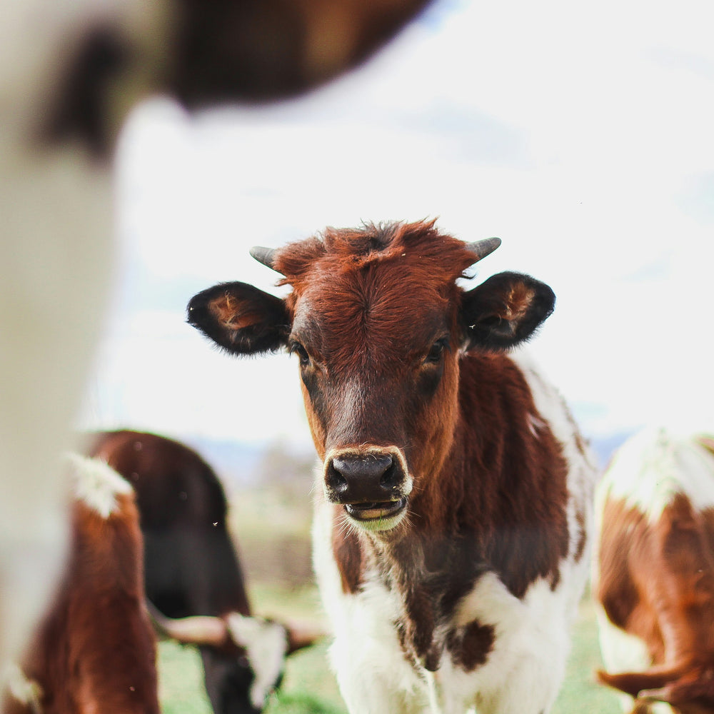 Beef and Dairy Cattle: Differentiating Cow Breeds