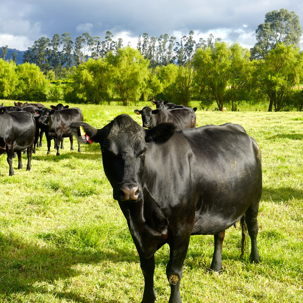 Grass-Fed vs. Grain-Fed: What’s the Difference?