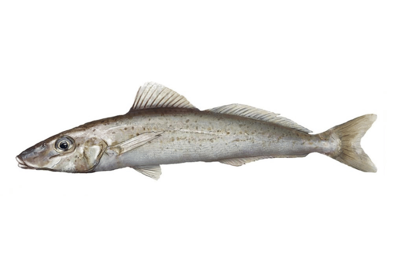 Ocean Catch Australian King George Whiting Fillets Boneless Skin On (280g) | Buy 9 Get 1 Free - Aussie Meat, Meat Delivery, Online Butcher, BBQ Grills, Wine